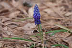 Common grape hyacinth